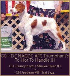 BISS GCH DC NAGDC AFC Can CH Triumphant's To Hot To Handle JH